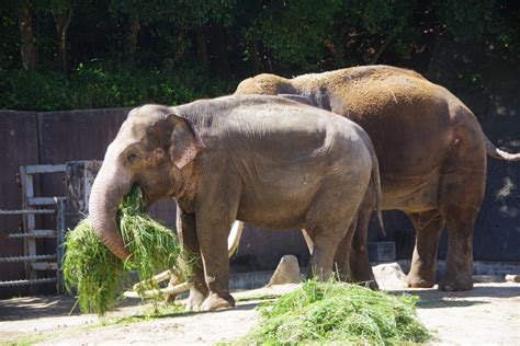 草食類|草食動物とは何ですか？